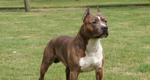 Lyon : de la prison avec sursis pour détention de chien dangereux Lyon : de la prison avec sursis pour détention de chien dangereux