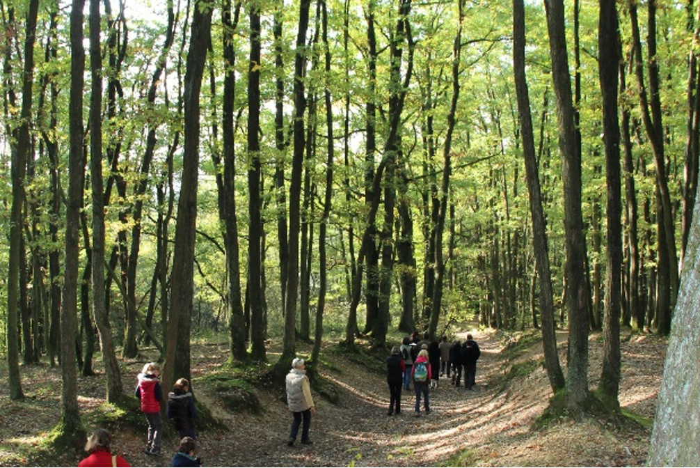 Le bois de Serres à Ecully 