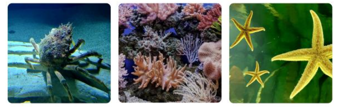 Les profondeurs de la mer du Japon