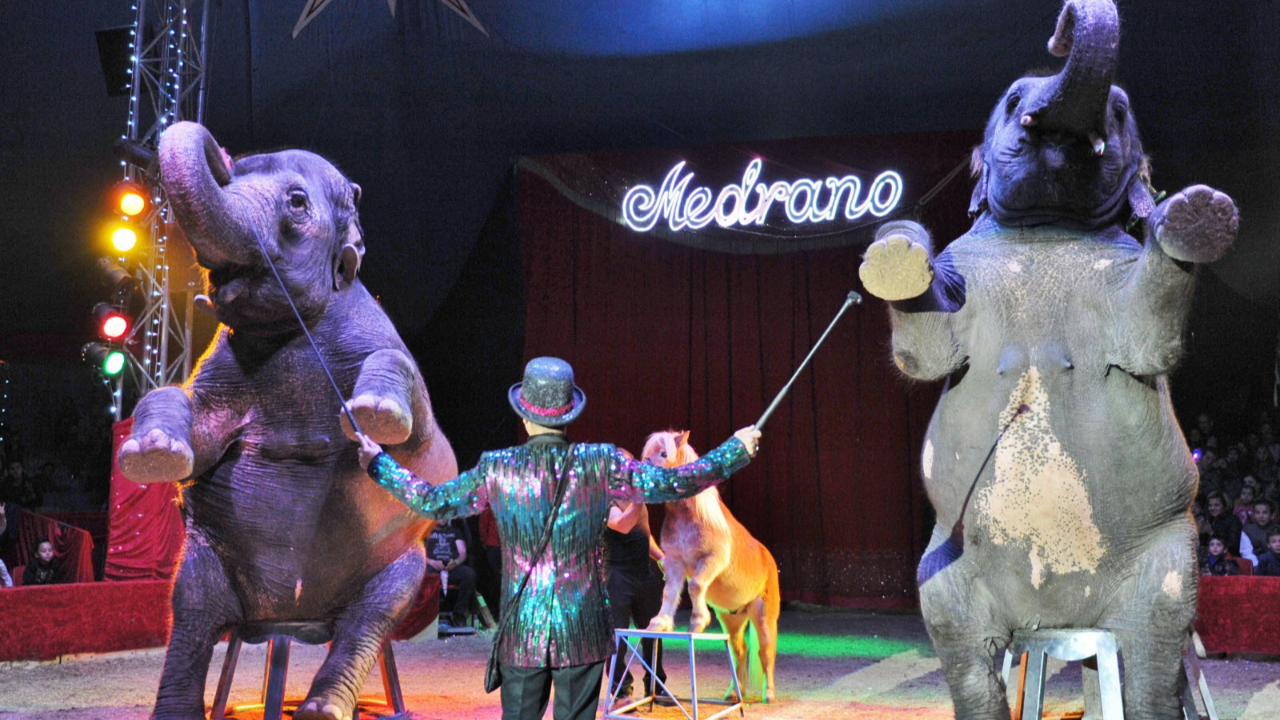 Récupérez vos places gratuites pour le Cirque Medrano pour le 22 octobre ! Récupérez vos places gratuites pour le Cirque Medrano pour le 22 octobre !