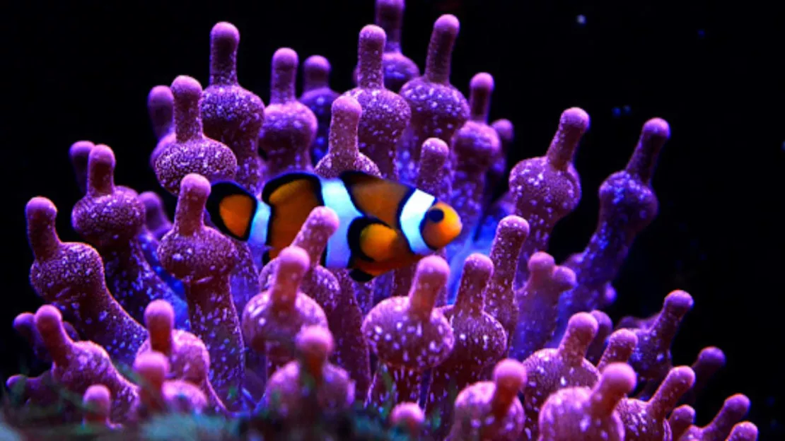 Vous êtes à la recherche d'activités en famille pendant les vacances ? Rendez-vous à l'Aquarium de Lyon ! Vous êtes à la recherche d'activités en famille pendant les vacances ? Rendez-vous à l'Aquarium de Lyon !