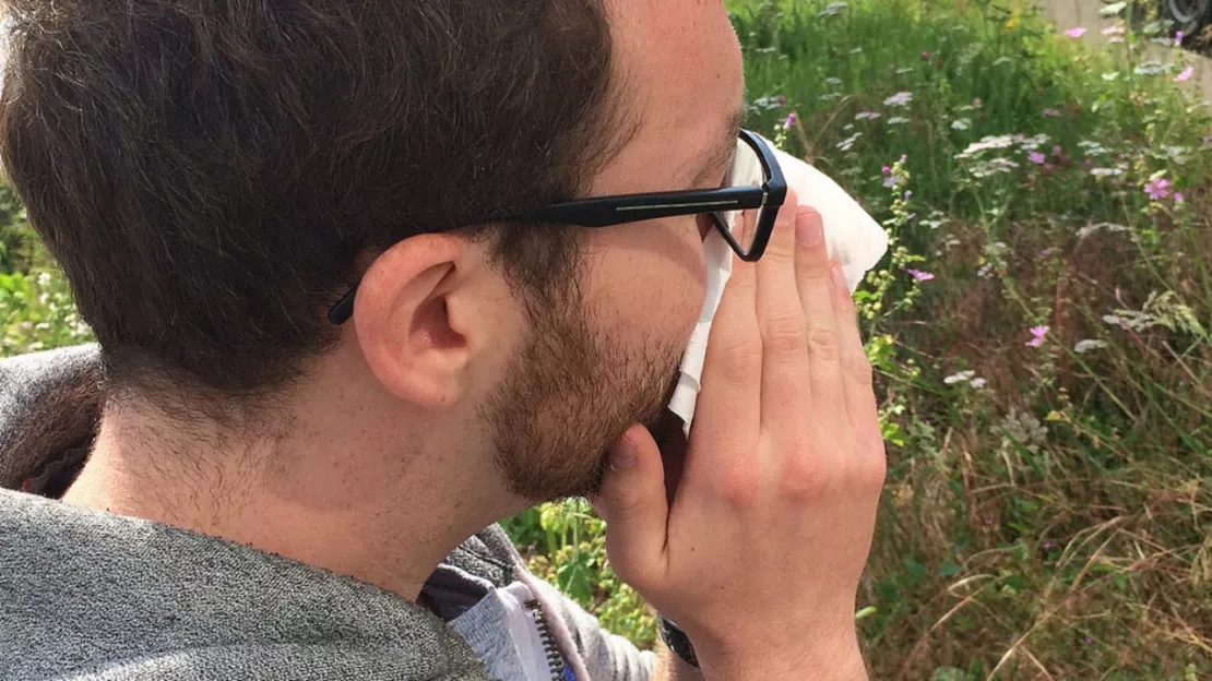 Allergies : le Rhône en alerte rouge aux pollens de bouleau