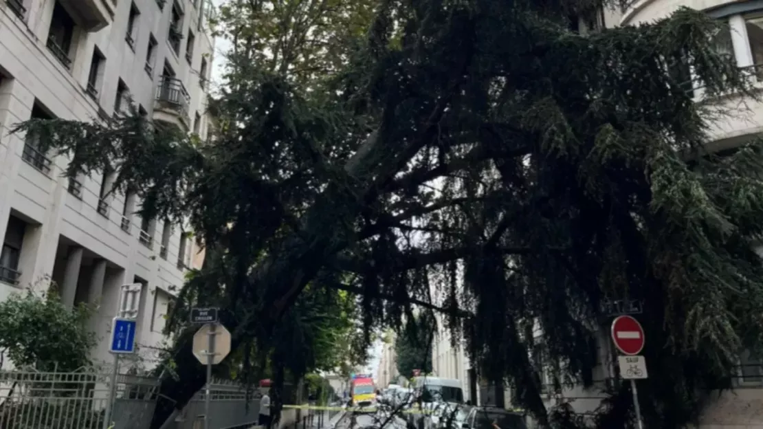 Intempéries : un arbre tombe sur la façade d’un immeuble à Lyon