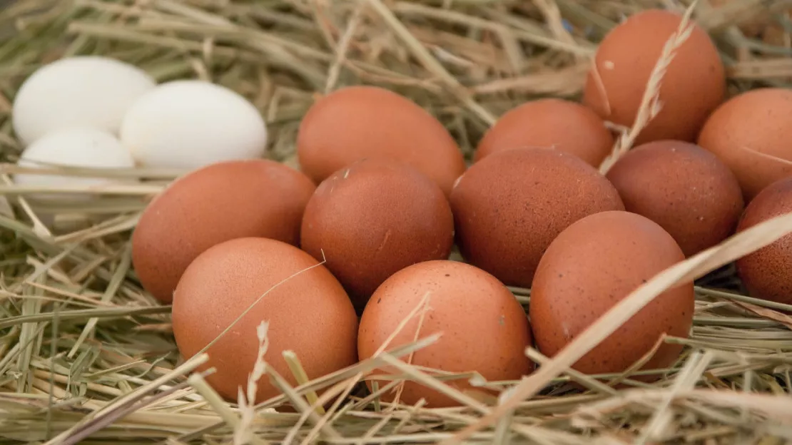 La Préfecture du Rhône appelle à ne pas consommer les œufs de certaines communes