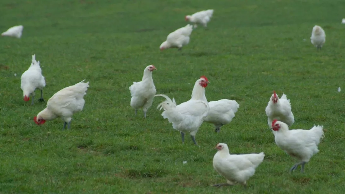 Un foyer de grippe aviaire détecté dans le Rhône