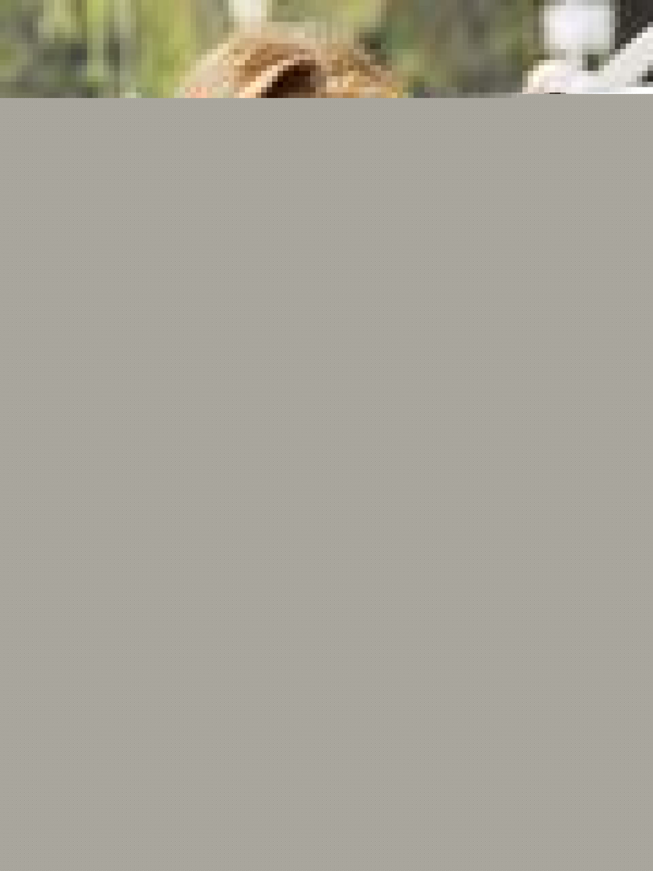 Miley Cyrus craque pour Leonardo DiCaprio