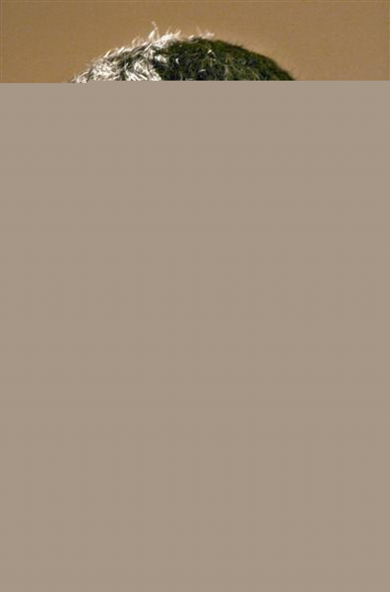 Samy Nacery ou ça ? Samy Nacery ou ça ?