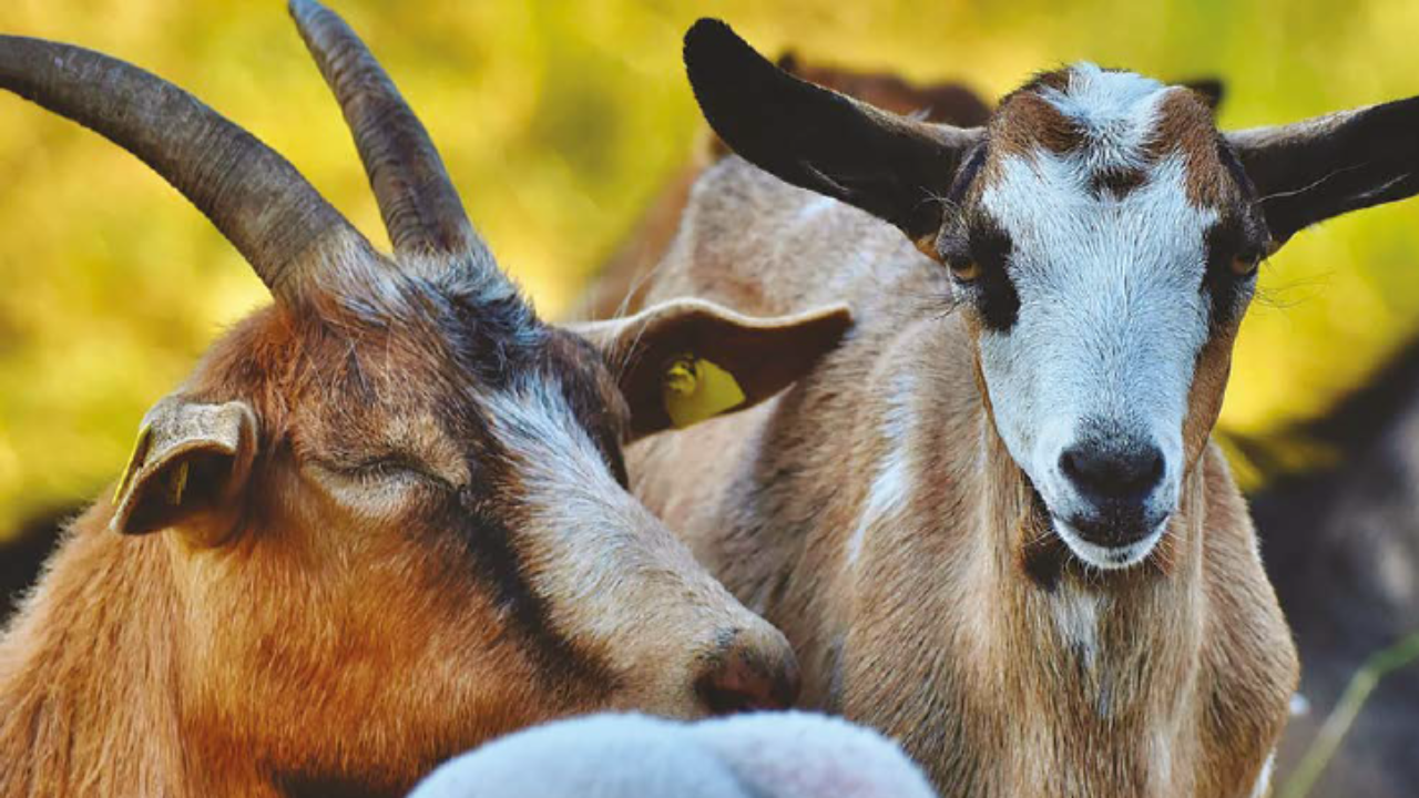 Rhône : Balade dans les Monts du Lyonnais : le tour du Samazange