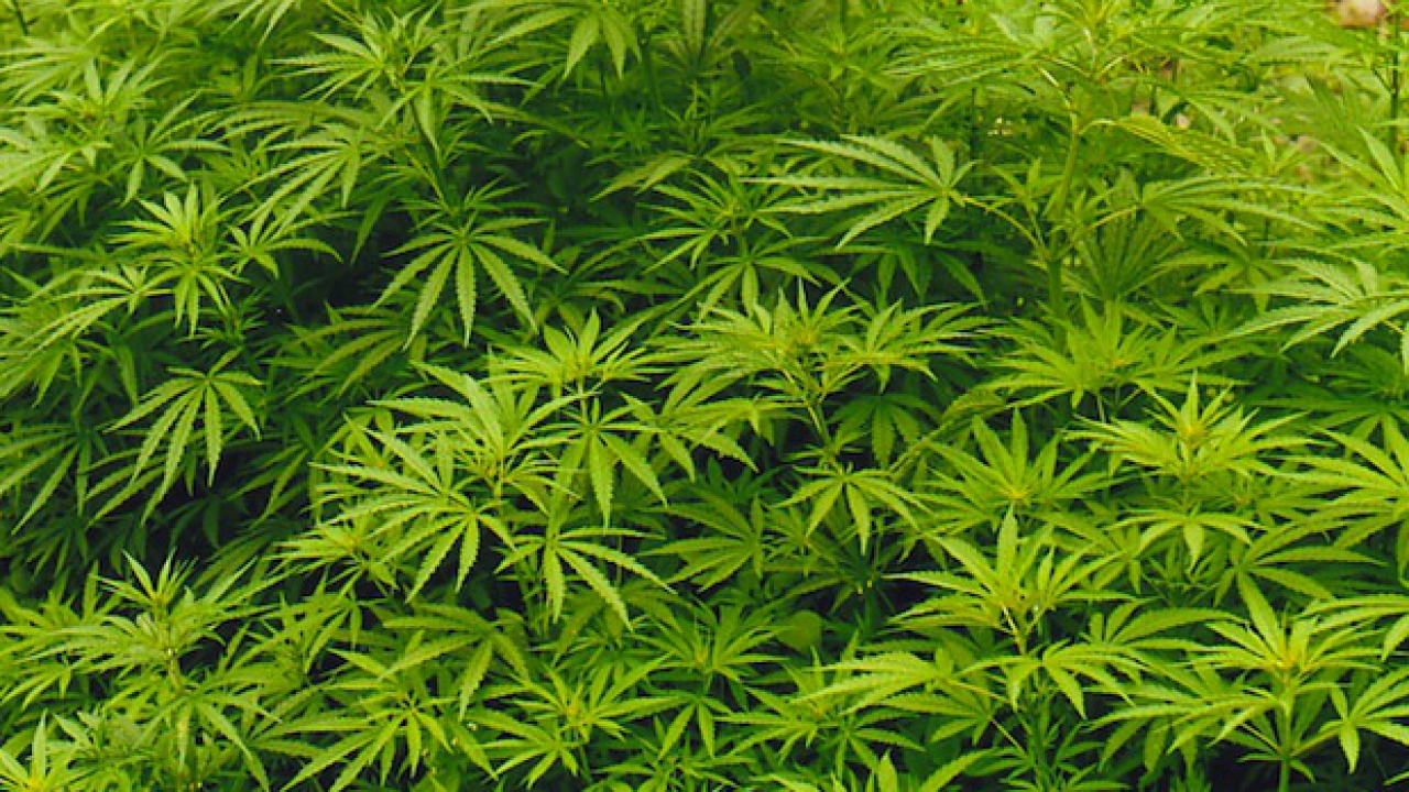 Villeurbanne : un couple interpell&eacute; lundi pour trafic de drogue