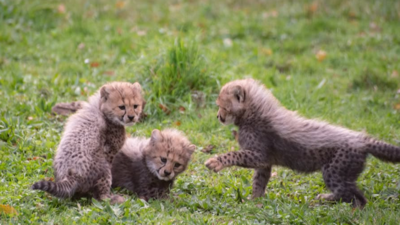 Carnet rose pour les guépards du Wow Safari de Peaugres Carnet rose pour les guépards du Wow Safari de Peaugres