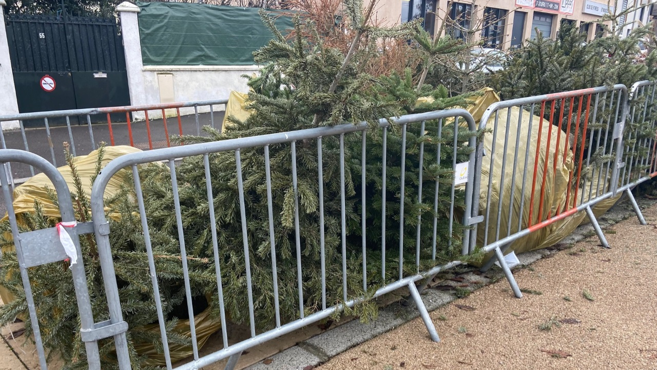 Coup d'envoi de la collecte de sapins ce mercredi sur la Métropole lyonnaise
