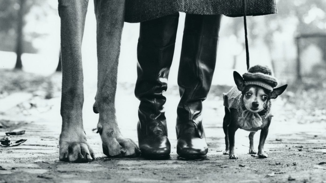 Décès d’Elliott Erwitt :  une nocturne gratuite organisée à Lyon pour découvrir l’exposition consacrée au photographe