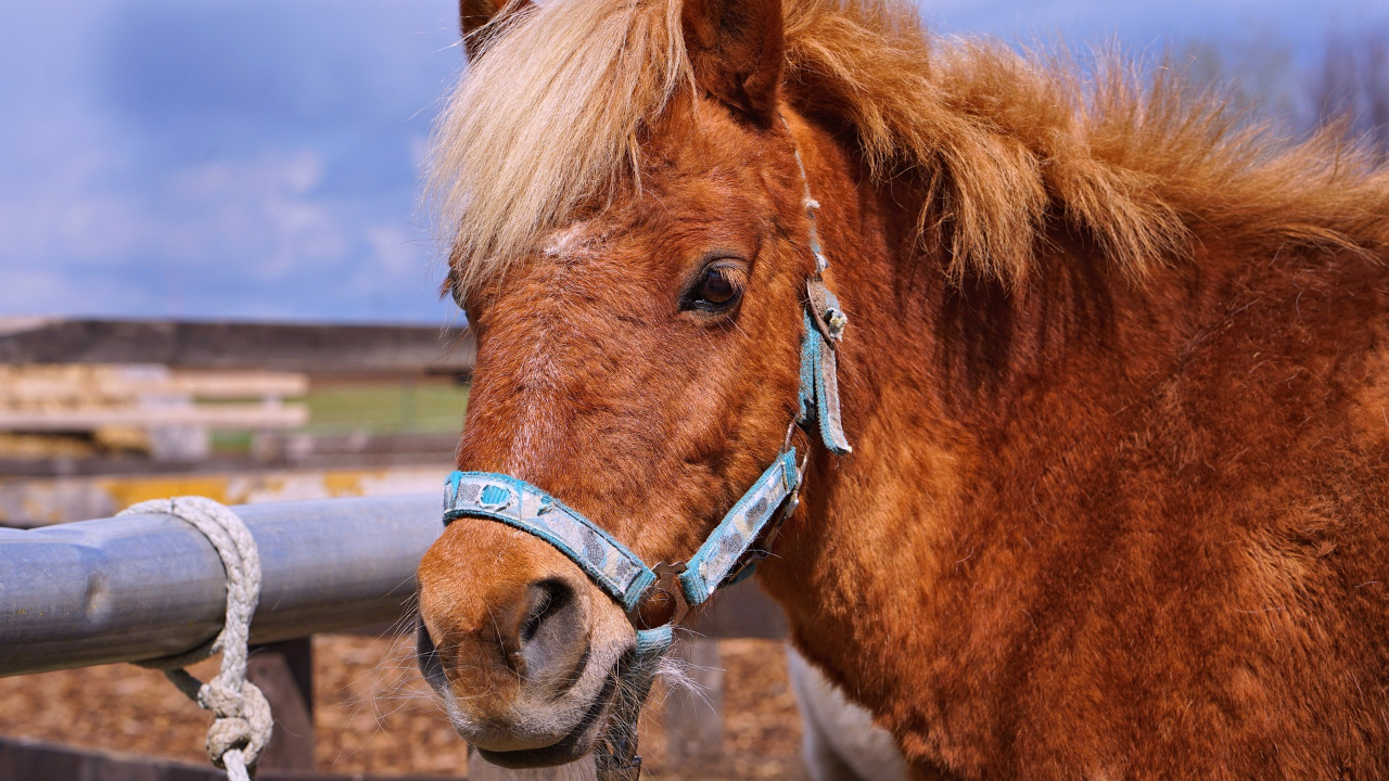 L'exploitant des balades en poney au Parc de la Tête d’Or n'es pas reconduit