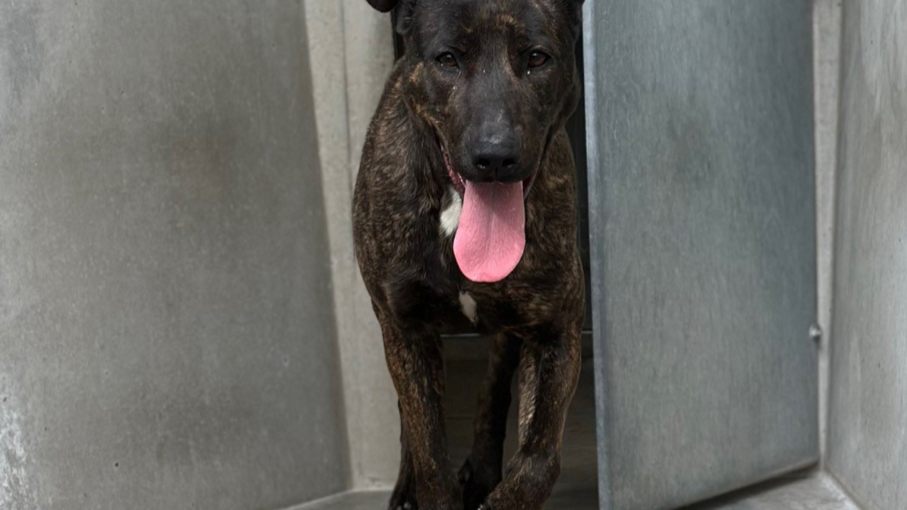 La SPA de Lyon sauve une chienne victime de maltraitance La SPA de Lyon sauve une chienne victime de maltraitance