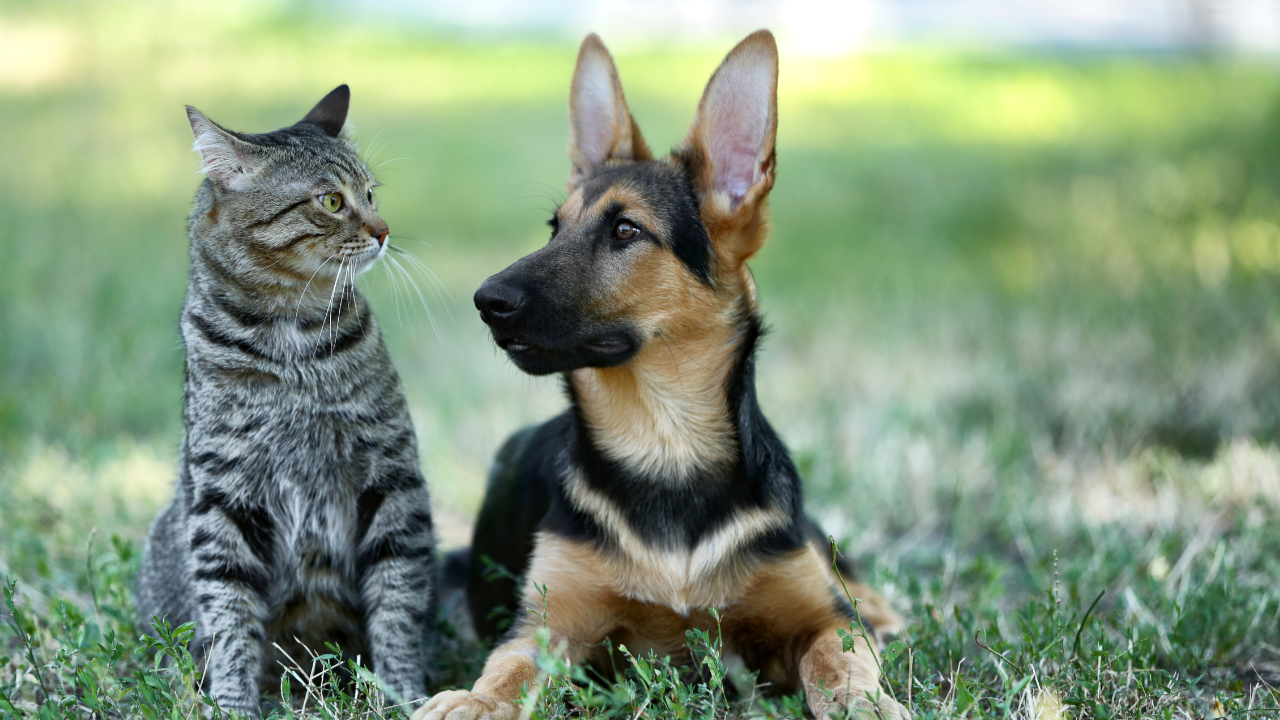 La SPA organise une grande journée dédiée à l'adoption dans la région lyonnaise !