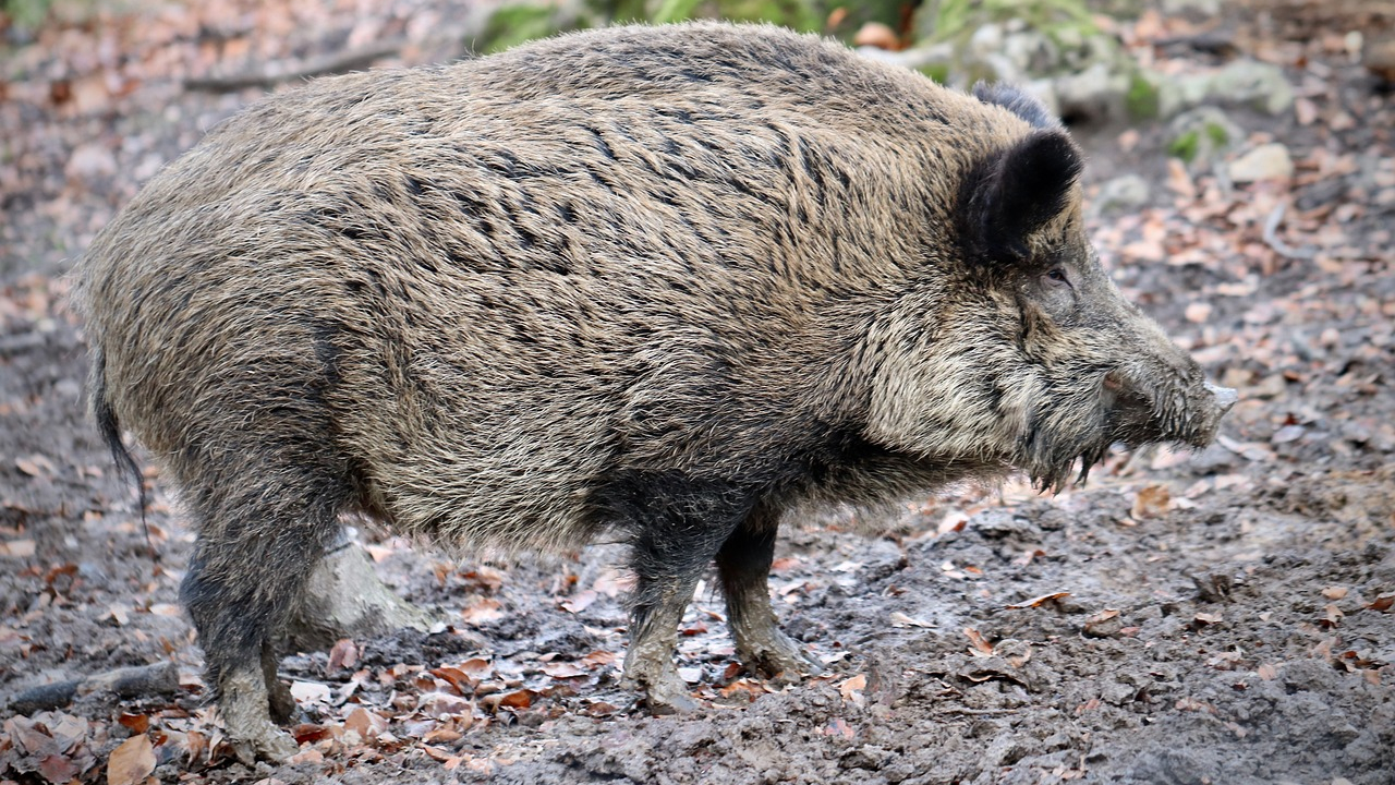 Les pompiers appelés pour sauver un sanglier tombé dans une piscine