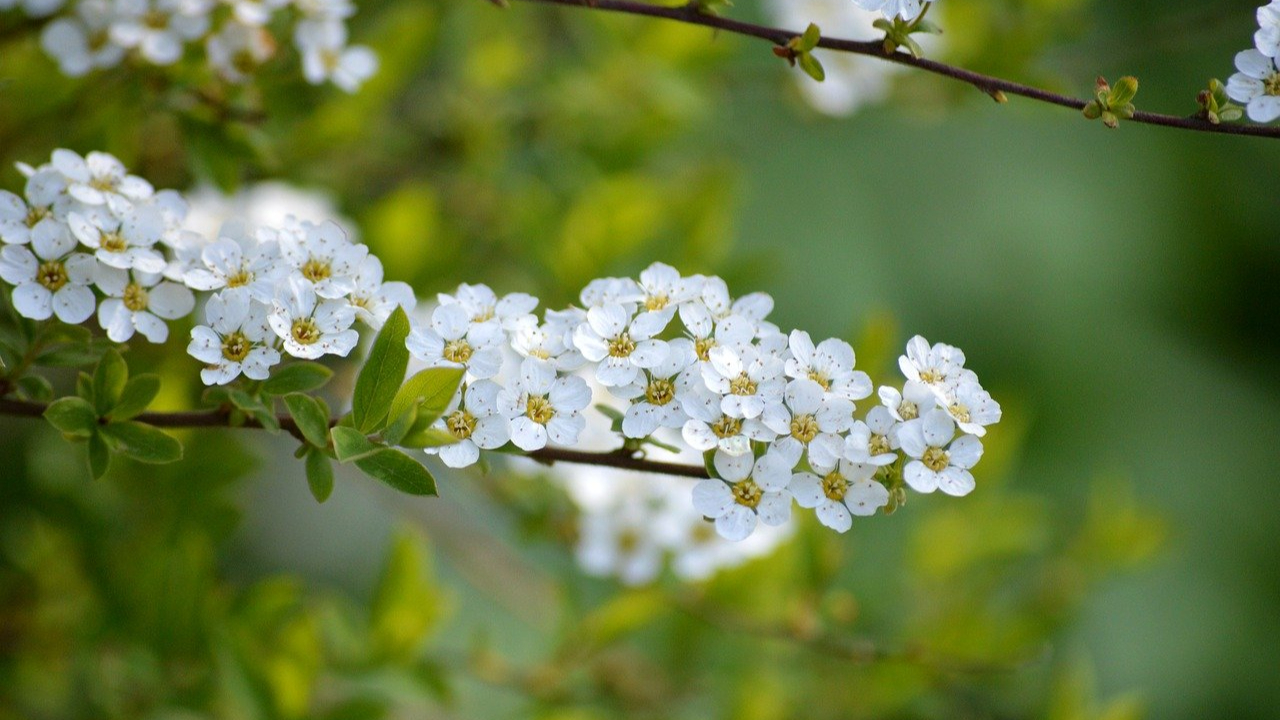 Lyon : la place Gensoul fait peau neuve Lyon : la place Gensoul fait peau neuve