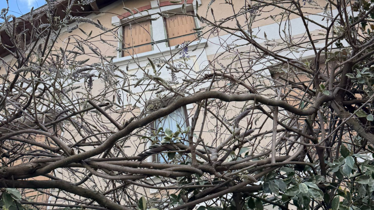 Lyon : le festival des Glycines… sans glycines Lyon : le festival des Glycines… sans glycines