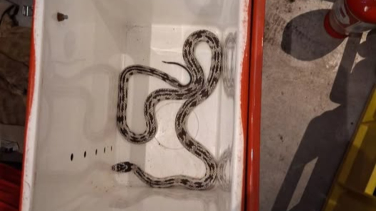 Lyon : les pompiers capturent un serpent roi de Californie sur les pentes de la Croix-Rousse Lyon : les pompiers capturent un serpent roi de Californie sur les pentes de la Croix-Rousse