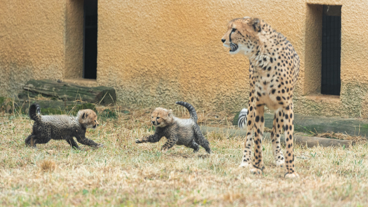 Naissance de deux bébés guépards au Safari de Peaugres Naissance de deux bébés guépards au Safari de Peaugres