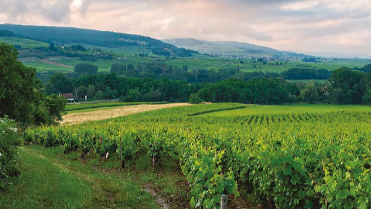 Rhône : Balade à travers les vignes de Condrieu Rhône : Balade à travers les vignes de Condrieu