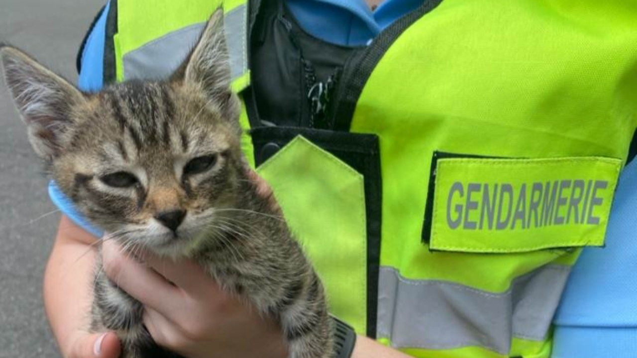 Rhône : les gendarmes sauvent un chaton après un accident de la route sur l’A89 Rhône : les gendarmes sauvent un chaton après un accident de la route sur l’A89