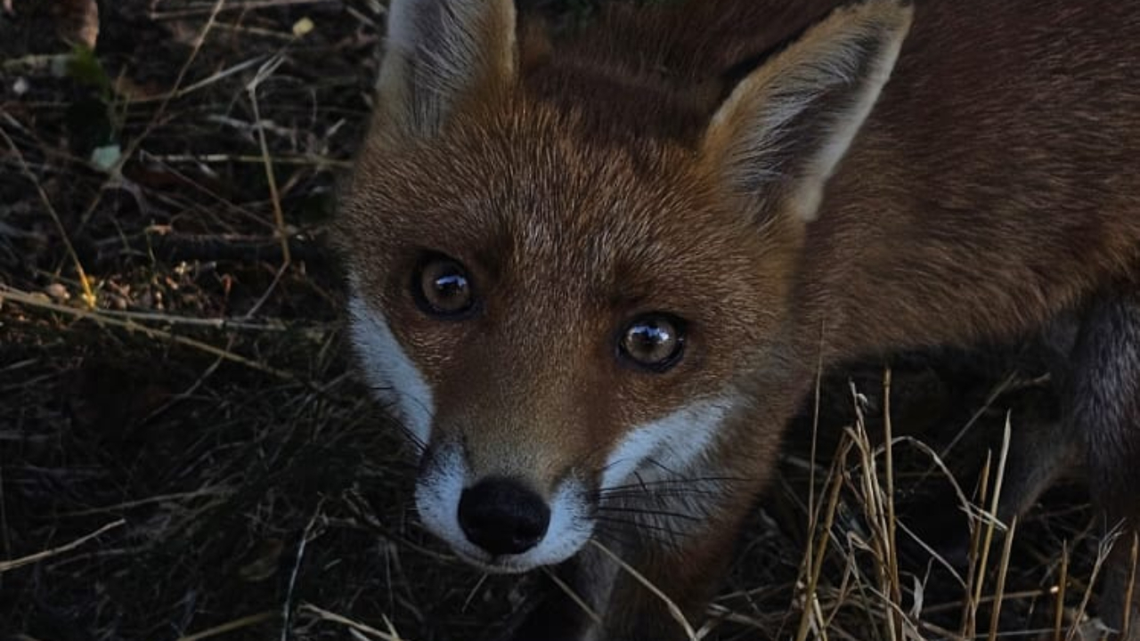 Tassin-la-Demi-Lune : menacé d’abattage après plusieurs morsures, un jeune renard au cœur d’un bras de fer Tassin-la-Demi-Lune : menacé d’abattage après plusieurs morsures, un jeune renard au cœur d’un bras de fer