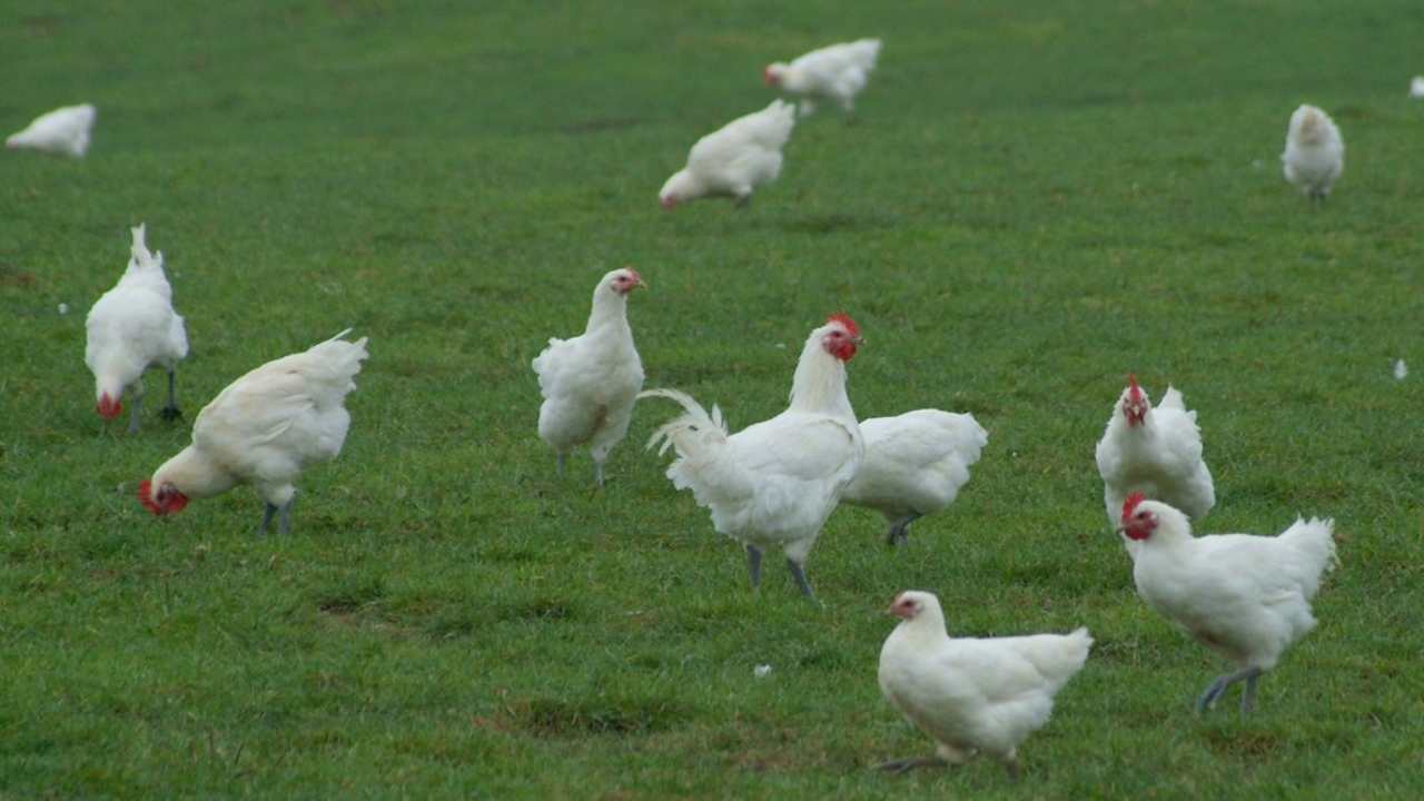 Un foyer de grippe aviaire d&eacute;tect&eacute; dans le Rh&ocirc;ne