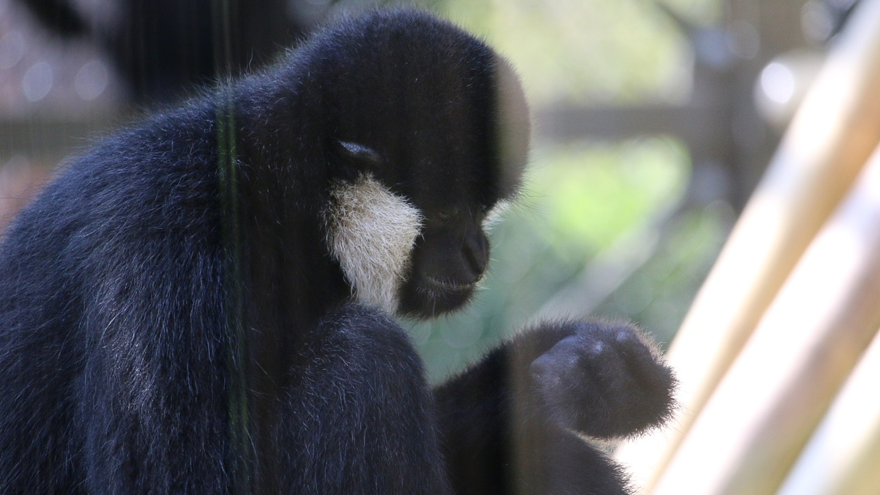 Une manifestation pour la liberté des animaux du zoo du parc de la Tête d’Or