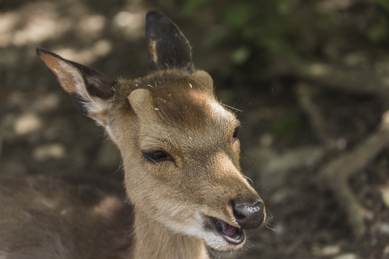 Rhône : attaquées par un chevreuil fou lors d’une promenade entre amies ! Rhône : attaquées par un chevreuil fou lors d’une promenade entre amies !