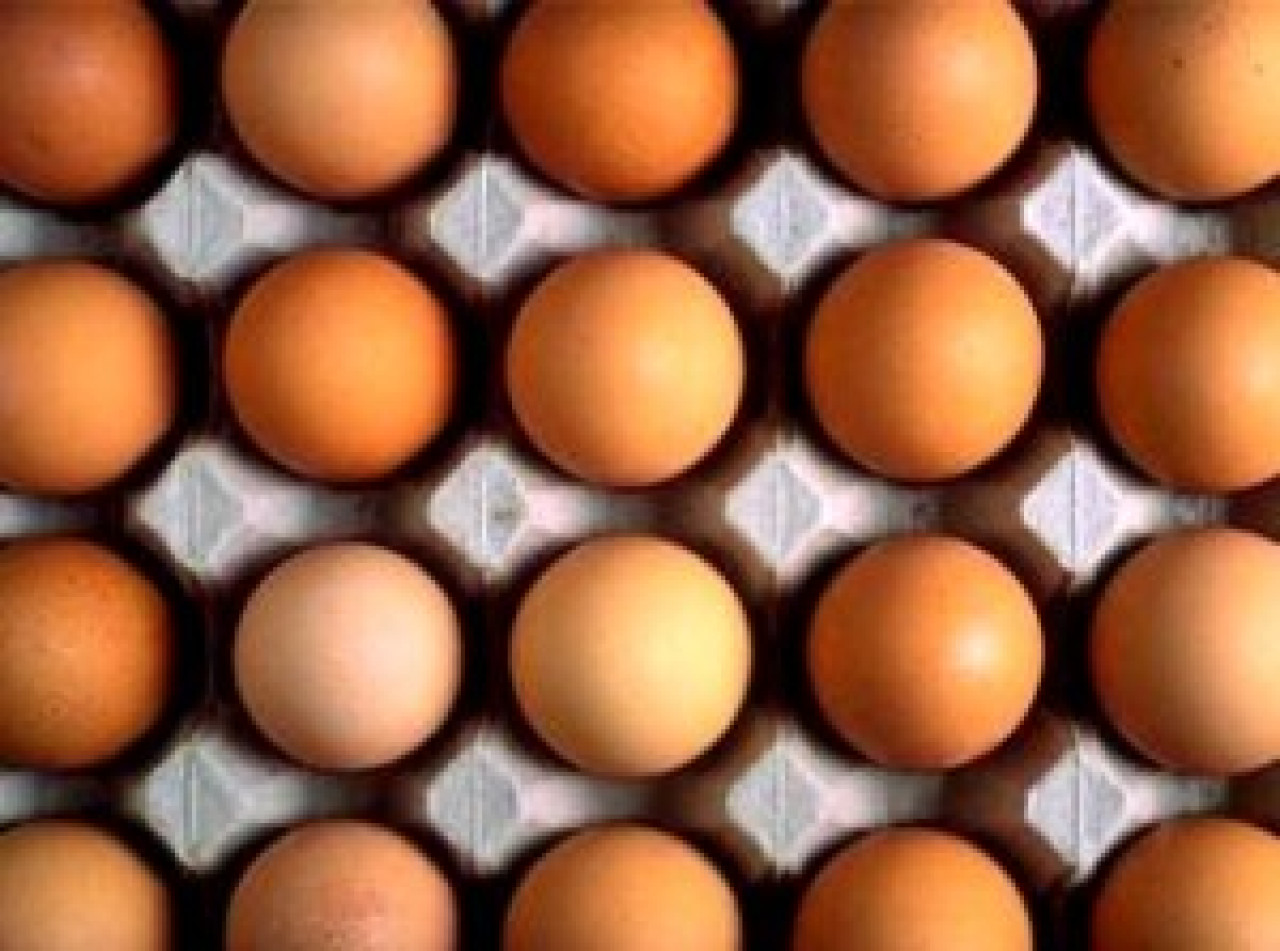 La chasse aux œufs c’est aujourd’hui La chasse aux œufs c’est aujourd’hui