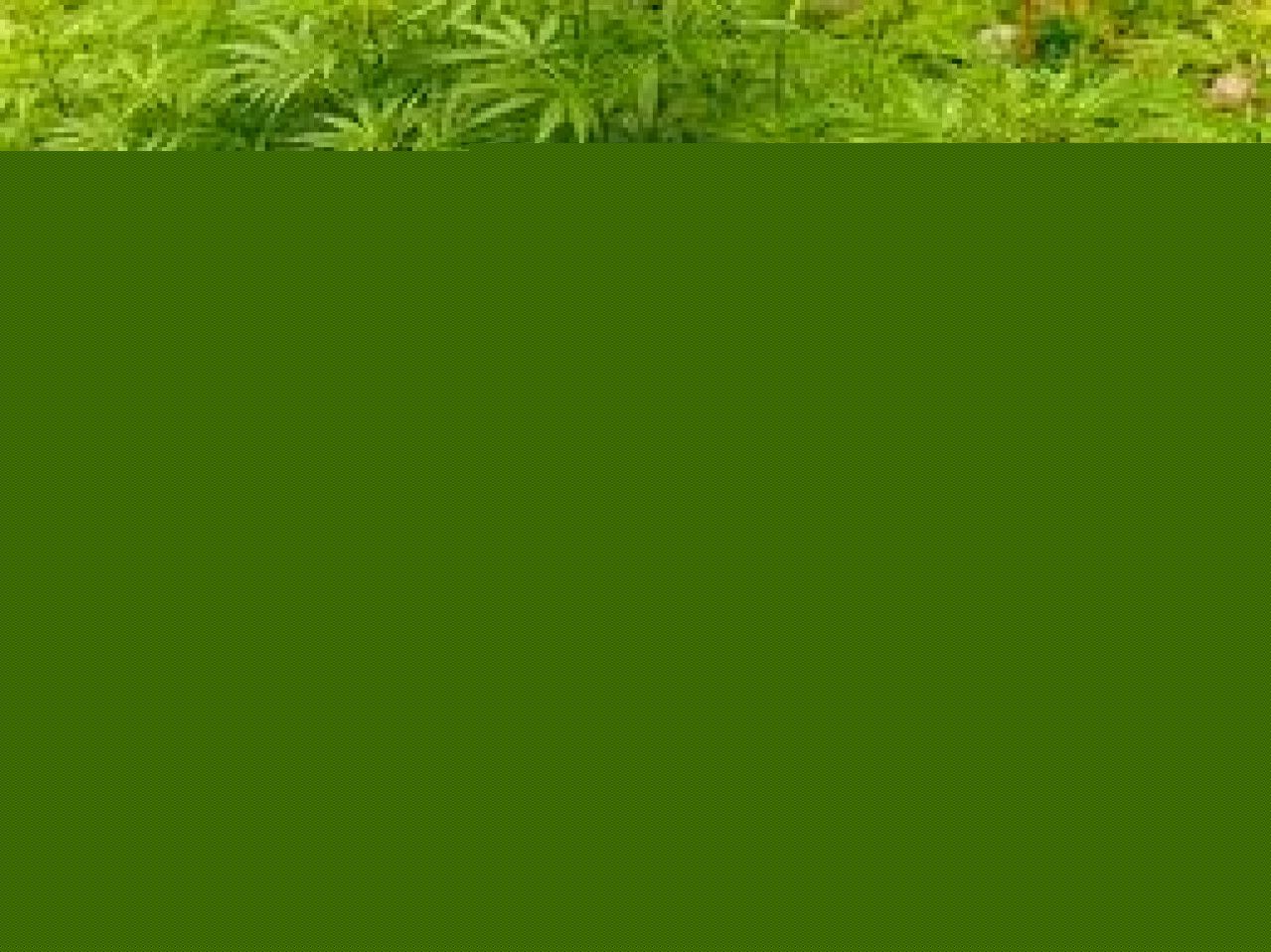 Une plantation de cannabis découverte à Villeurbanne