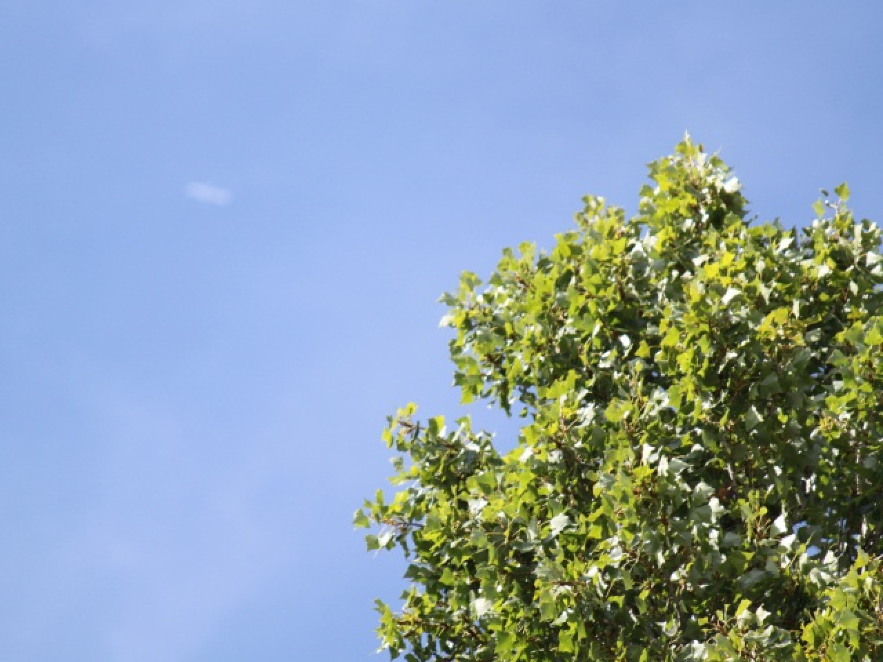 M&eacute;t&eacute;o &agrave; Lyon: un week-end estival !