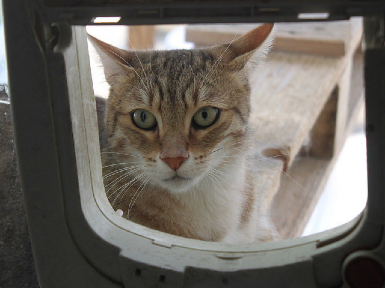 Le bus de la SPA de passage à Lyon ce jeudi Le bus de la SPA de passage à Lyon ce jeudi