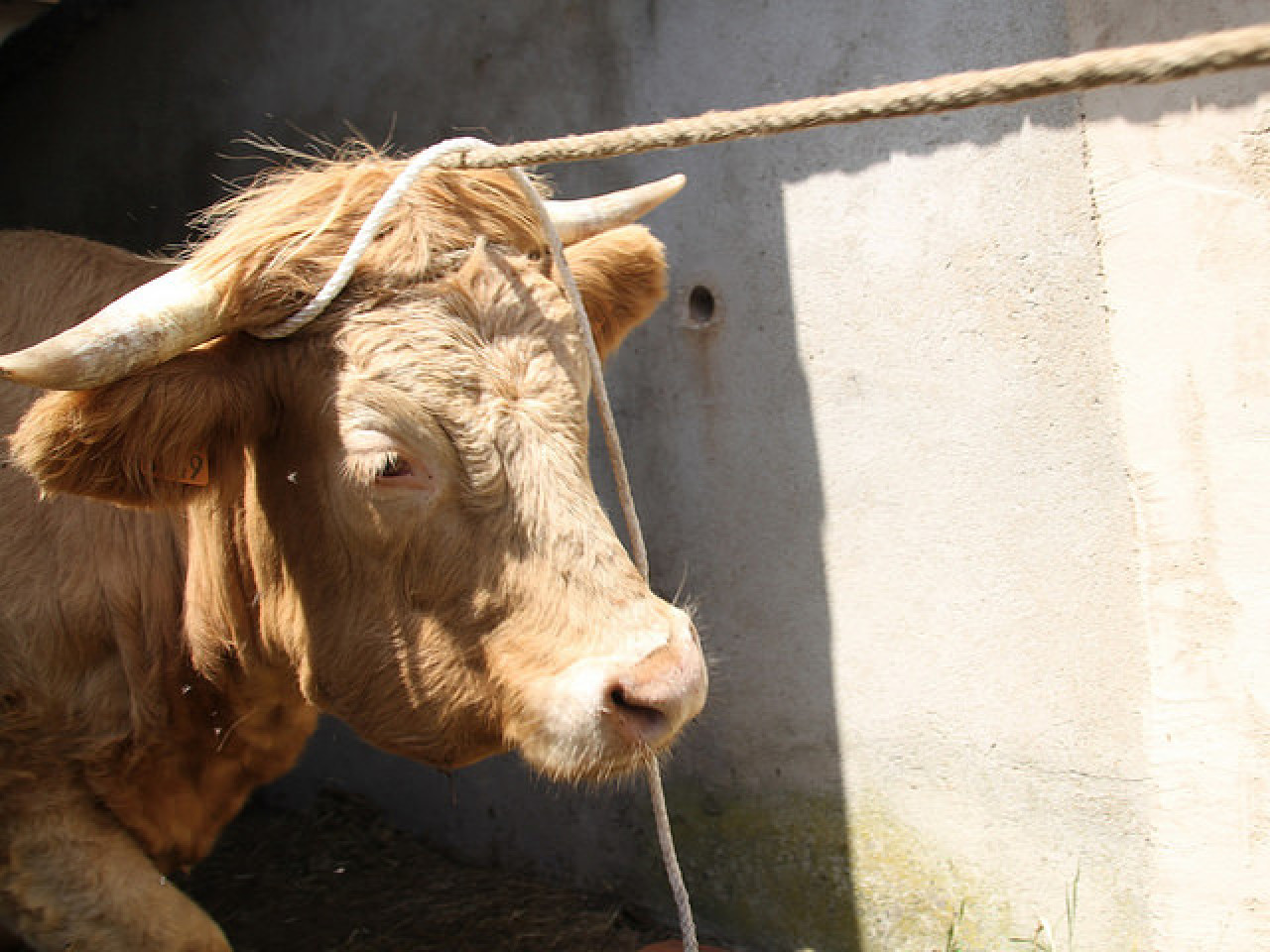Nord-Isère : un quadragénaire blessé après avoir été encorné par un taureau Nord-Isère : un quadragénaire blessé après avoir été encorné par un taureau