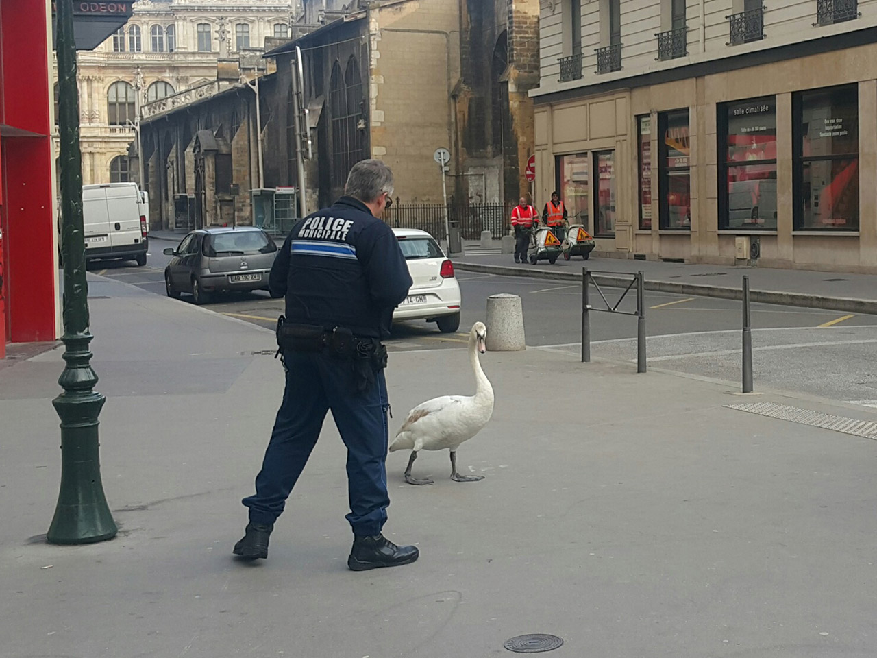 Le Cygne et le Policier Le Cygne et le Policier