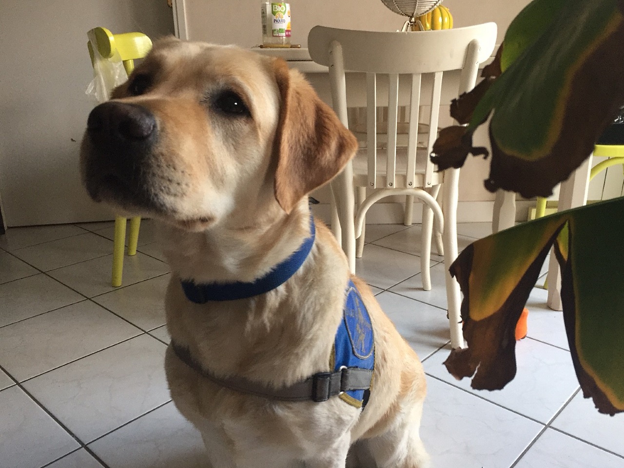 Lyon : l’école des Chiens d’Aveugles recherche des familles d’accueil Lyon : l’école des Chiens d’Aveugles recherche des familles d’accueil
