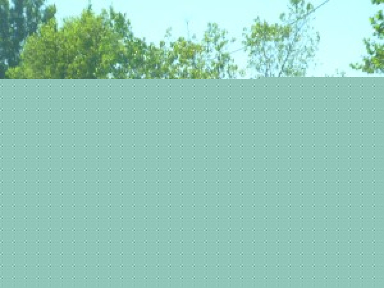 Bison Fut&eacute; voit orange