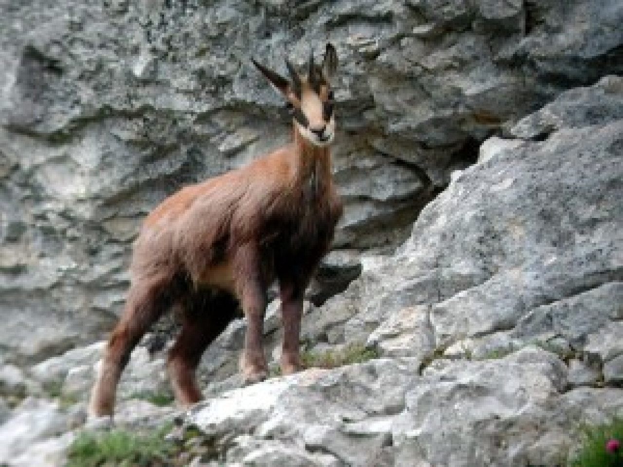 C’est un chamois qui a été repéré ce week-end à Villeurbanne C’est un chamois qui a été repéré ce week-end à Villeurbanne