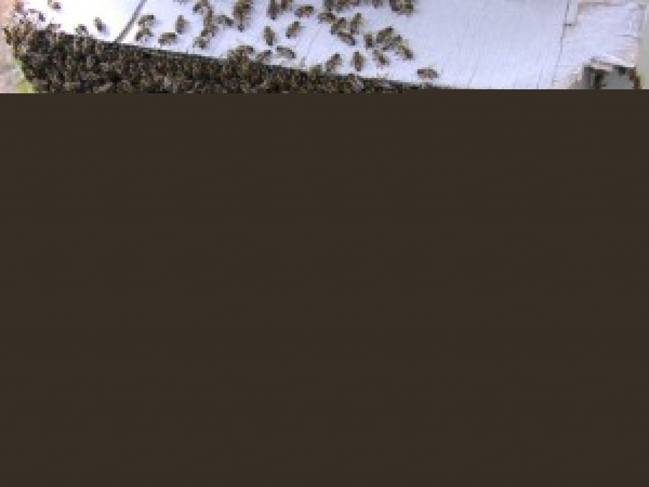 Cette sc&egrave;ne insolite &agrave; Villefranche sur Sa&ocirc;ne