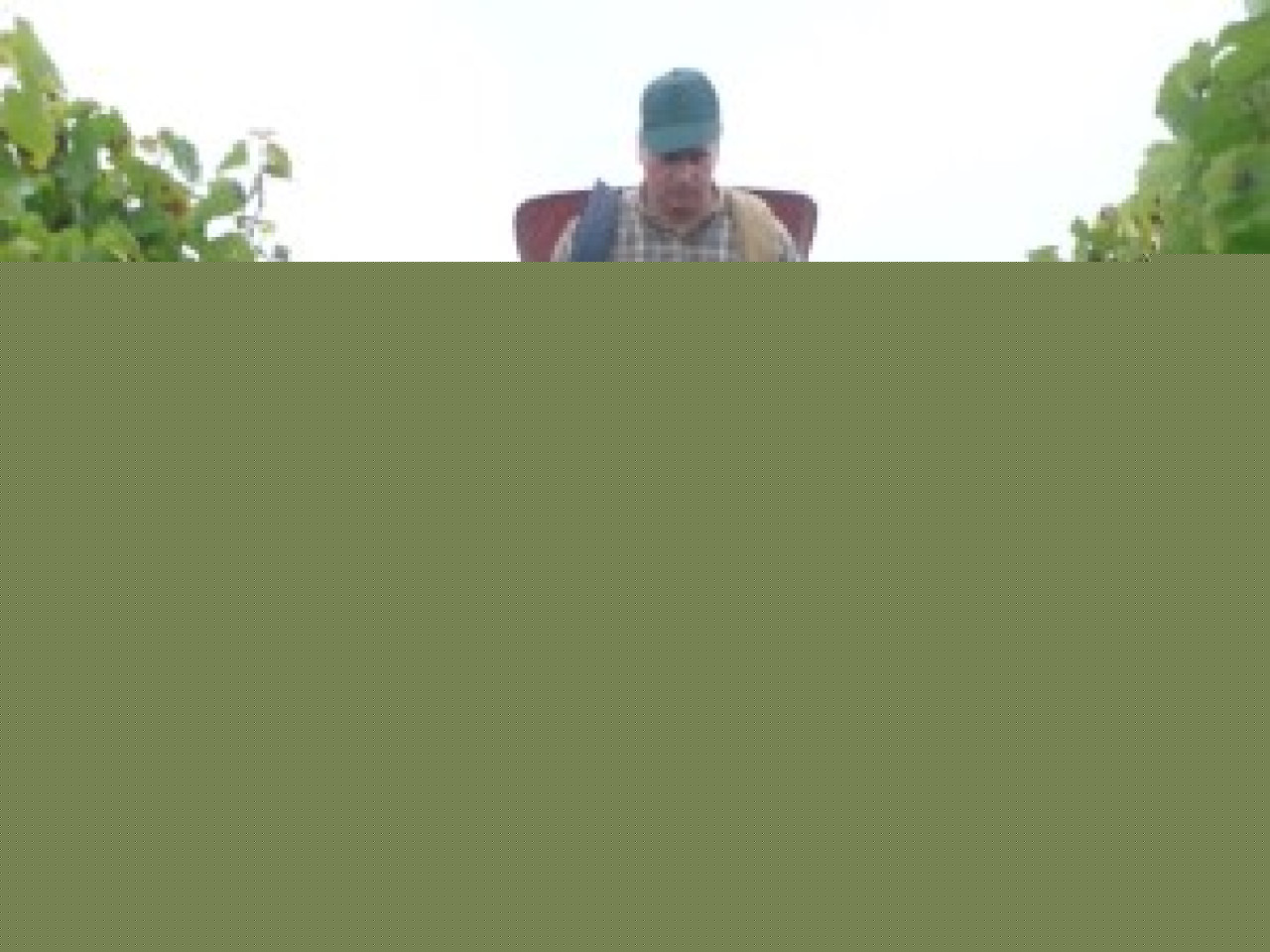 D&eacute;but des vendanges lundi prochain dans le Beaujolais