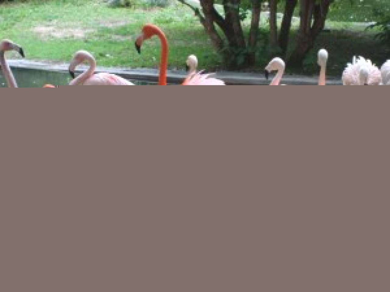 De nouveaux pensionnaires au parc de la Tête d’Or De nouveaux pensionnaires au parc de la Tête d’Or