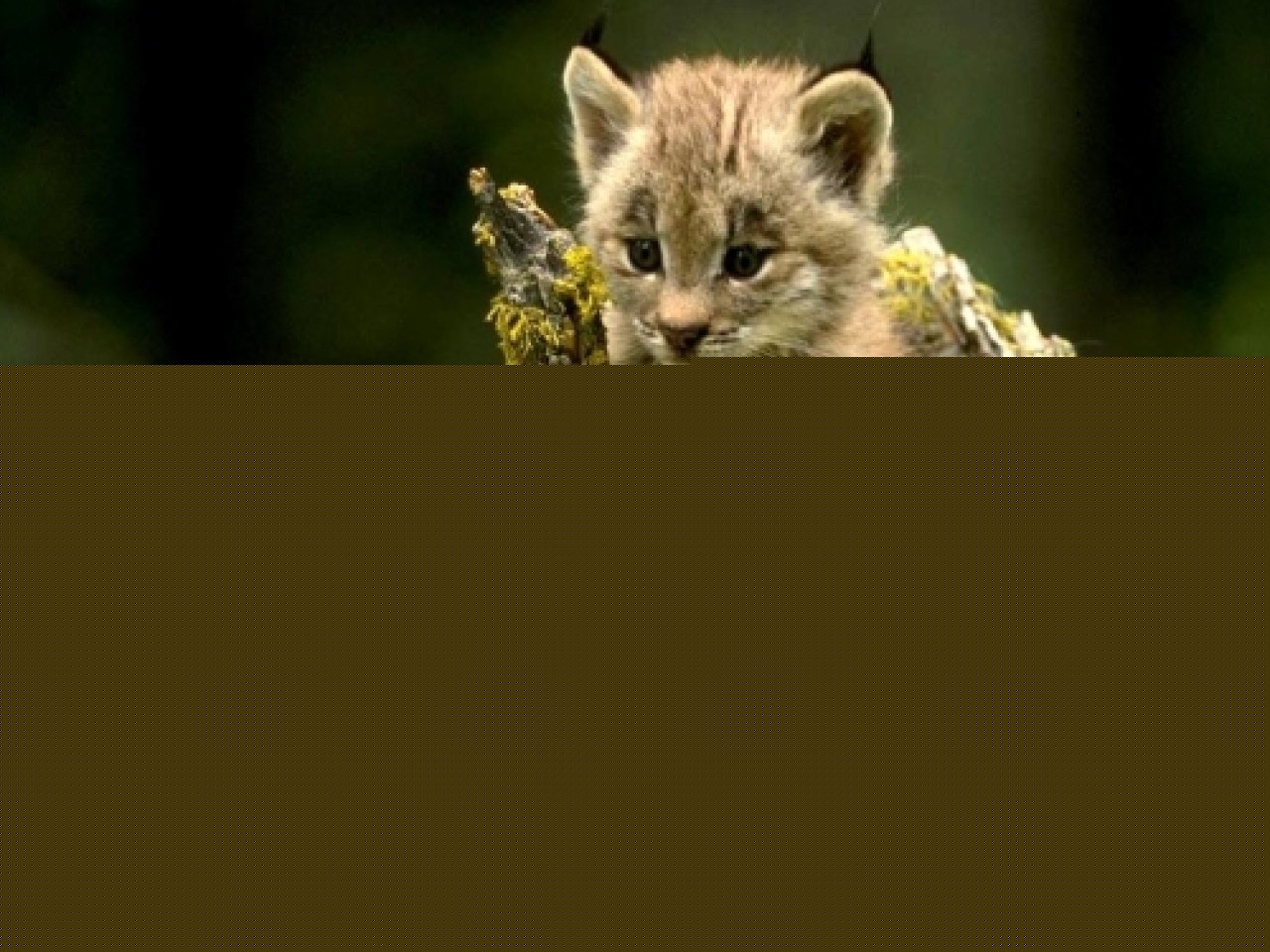 Il y a un lynx dans le département du Rhône Il y a un lynx dans le département du Rhône