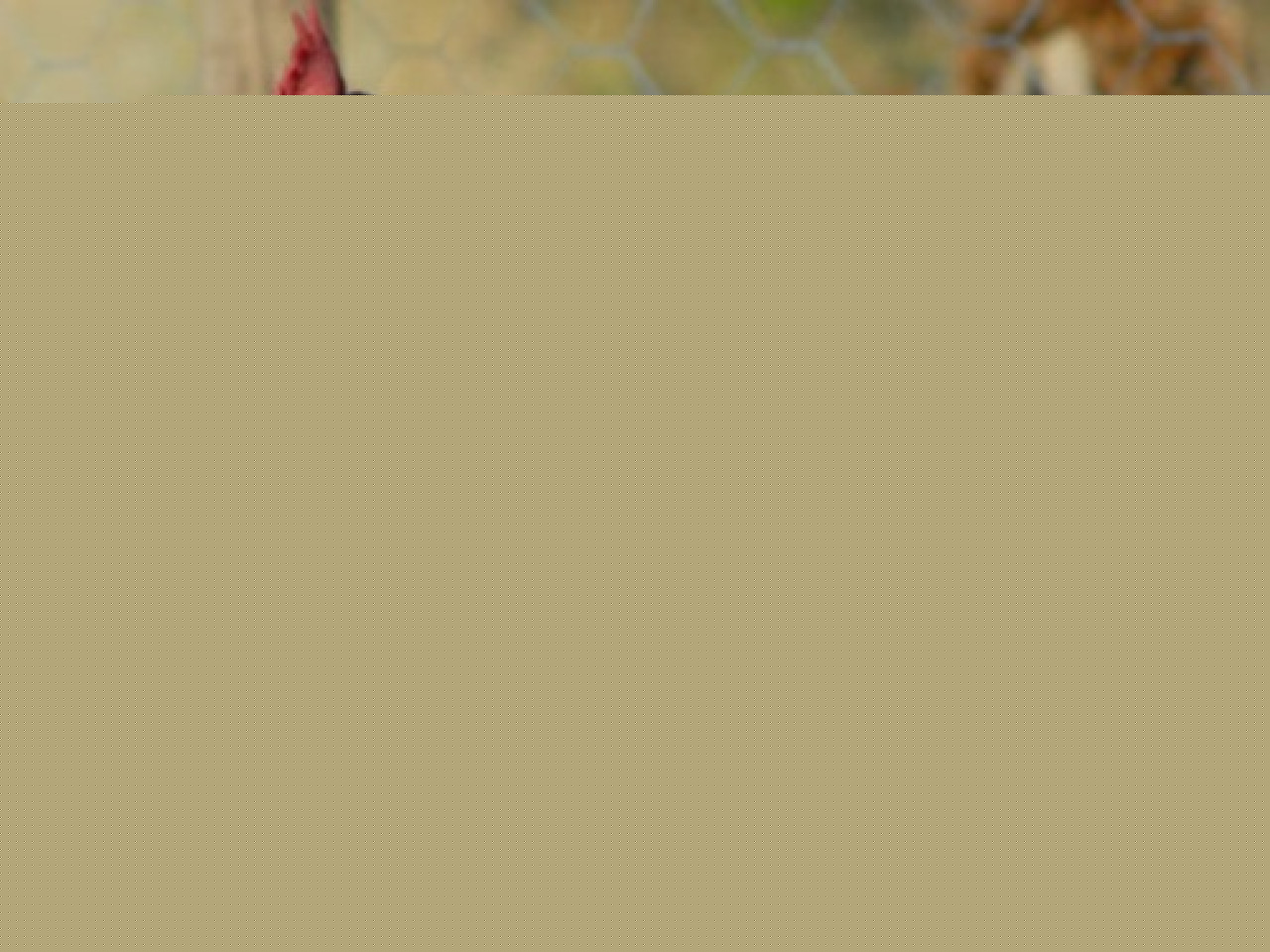 L&rsquo;association lyonnaise Dignit&eacute; animale est &agrave; la recherche de volontaires pour adopter des poules pondeuses