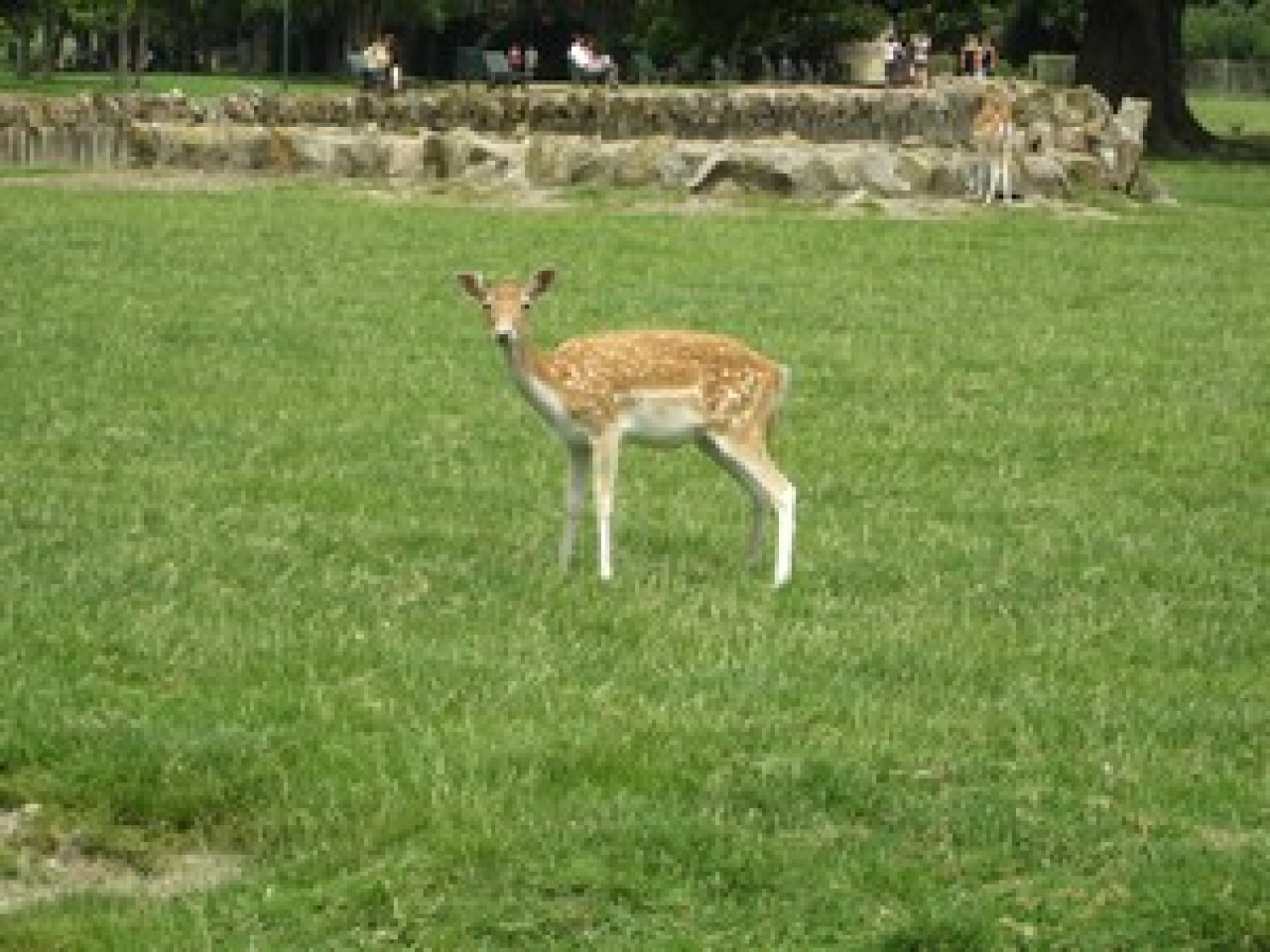La SPA de Brignais tire la sonnette d’alarme La SPA de Brignais tire la sonnette d’alarme