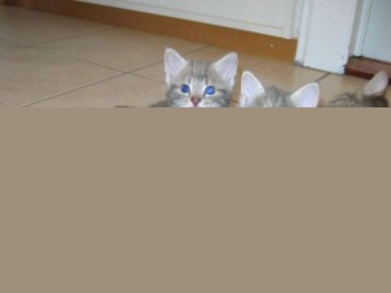 La SPA de Lyon inqui&egrave;te avec la crise