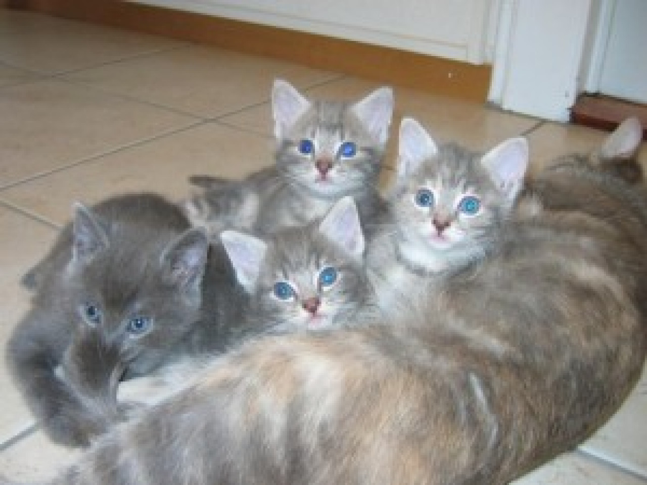 La SPA du Rhône se mobilise pour offrir un Noël aux animaux La SPA du Rhône se mobilise pour offrir un Noël aux animaux