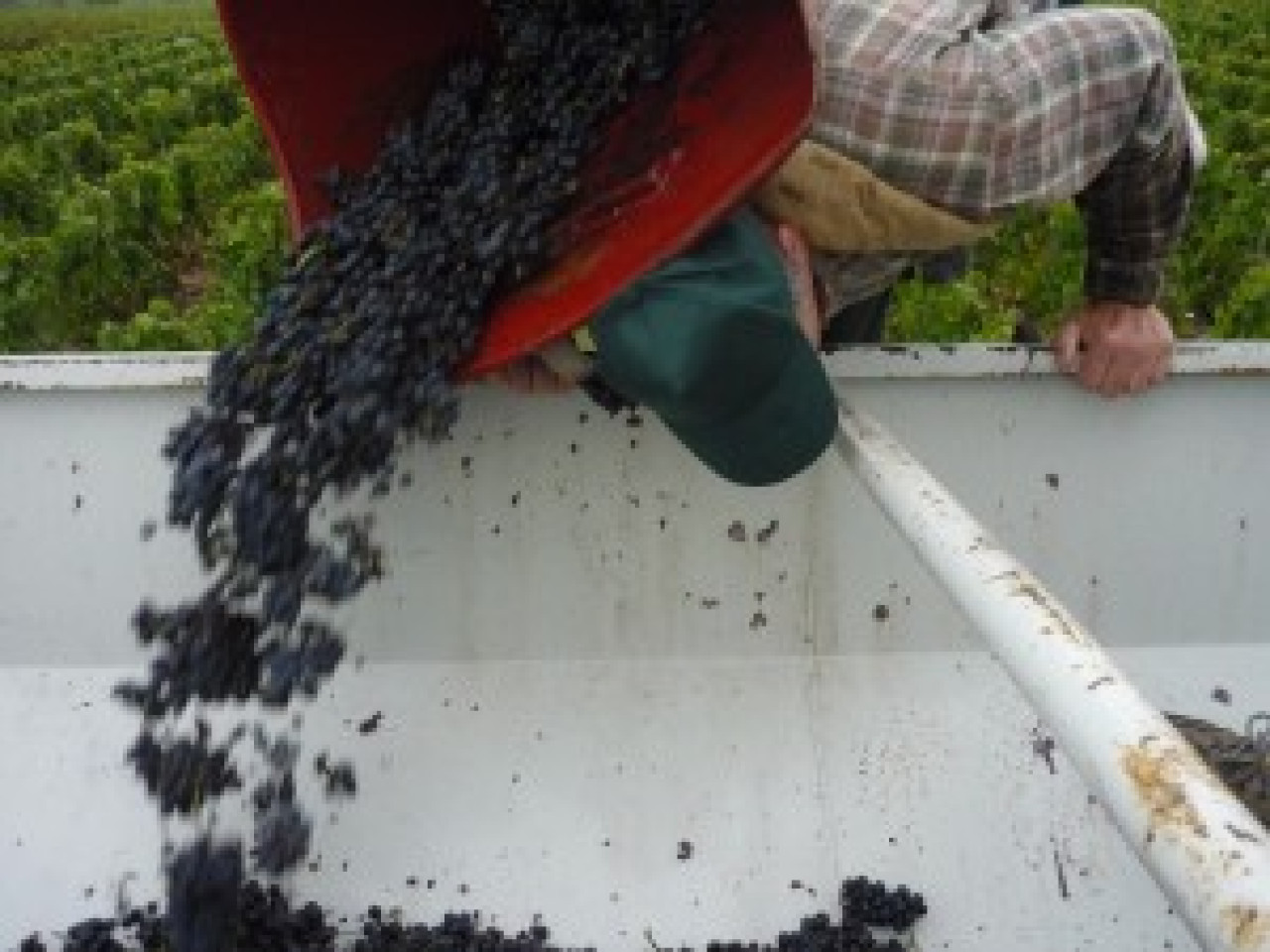 Le recrutement pour les vendanges dans le Beaujolais a commencé Le recrutement pour les vendanges dans le Beaujolais a commencé