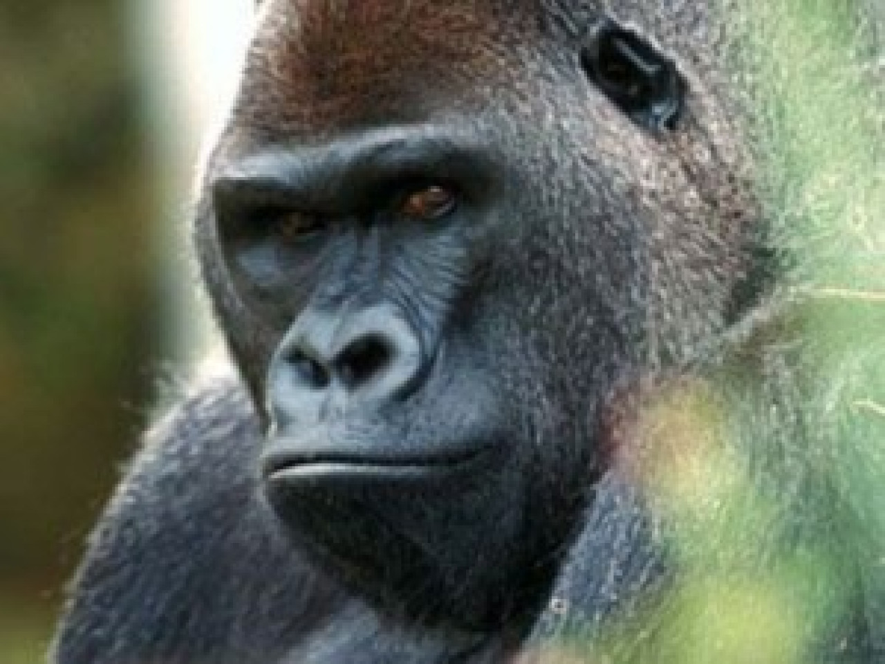 Le zoo de Saint-Martin-la-Plaine a perdu sa mascotte