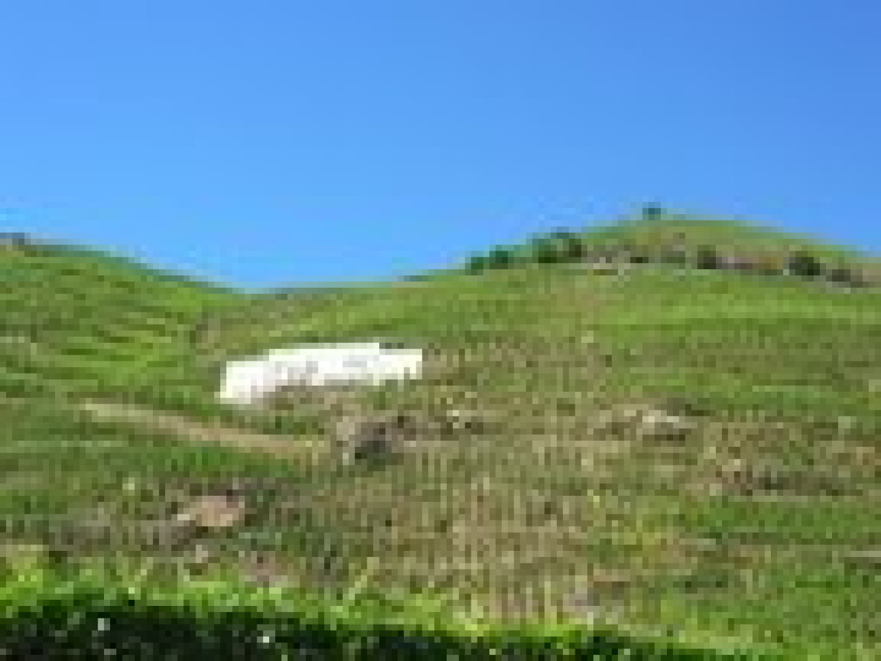 Les vignerons du Beaujolais croisent les doigts et regardent le ciel Les vignerons du Beaujolais croisent les doigts et regardent le ciel